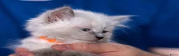Ragdoll cats for sale: Adorable, Purebred GCCF Registered Ragdoll Kittens in London - Advert 24