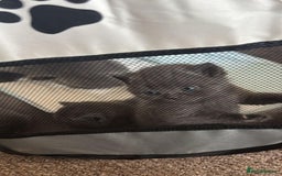 Scottish Fold cats for sale: Adorable Kittens - Image 3