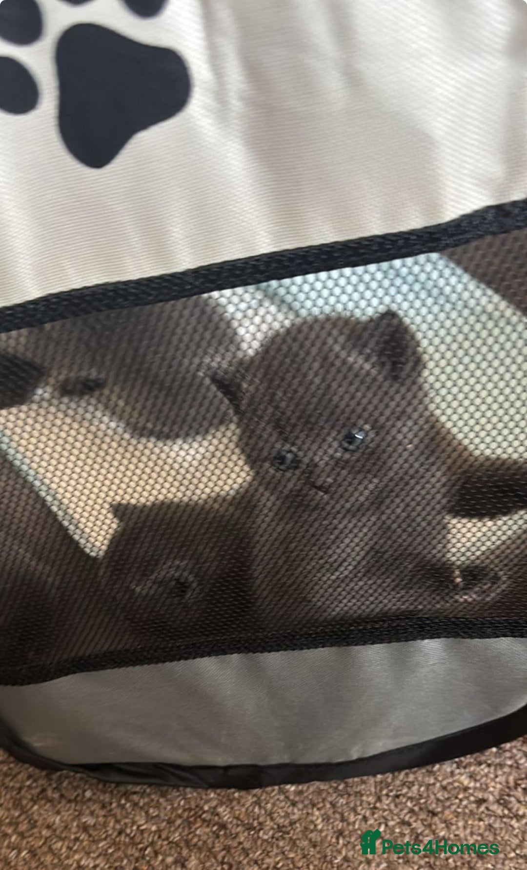 Scottish Fold cats for sale: Adorable Kittens - Image 3