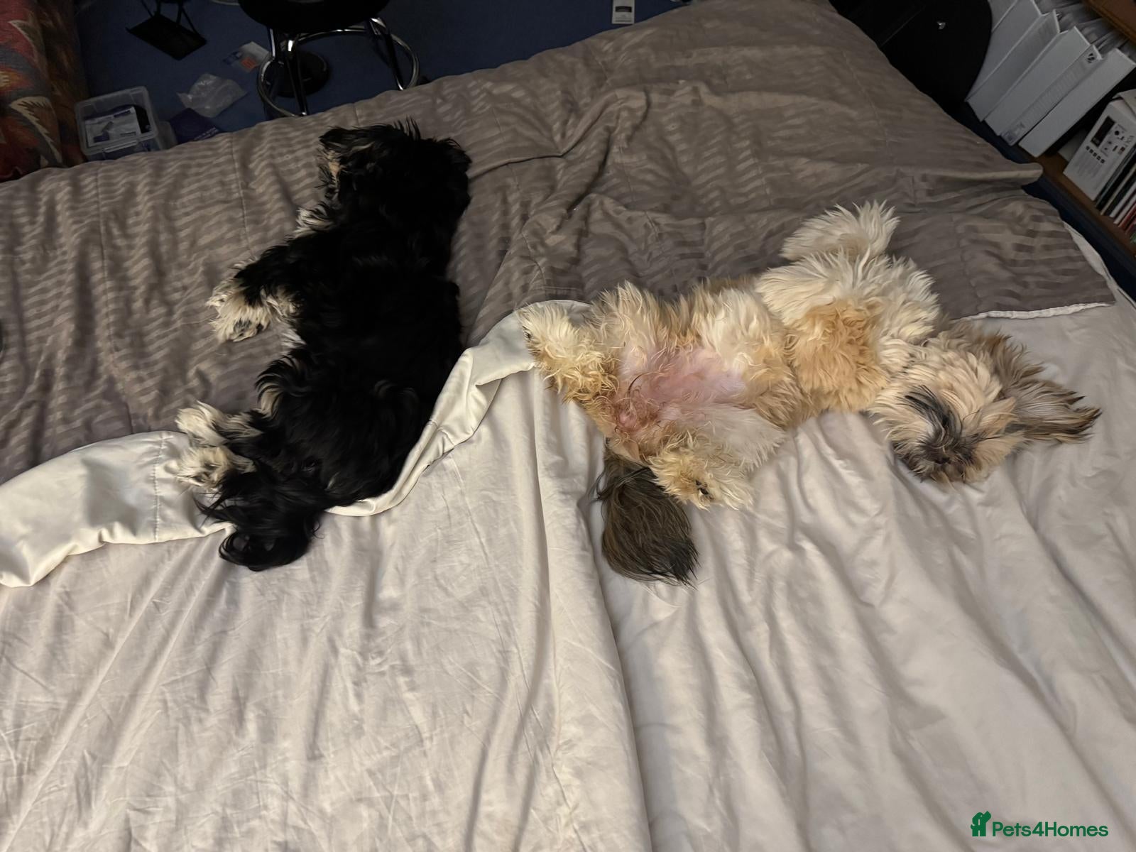 Lhasa Apso dogs for sale: 2 KC reg Lhasa Apsos aged 8 months - Advert 17