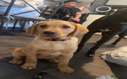 Labrador Retriever dogs for sale: Labrador Retriever - Image 5