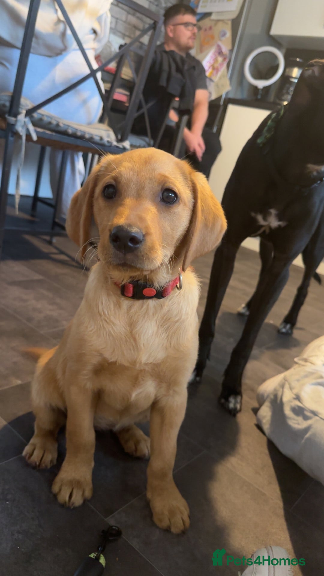 Labrador Retriever dogs for sale: Labrador Retriever - Image 5