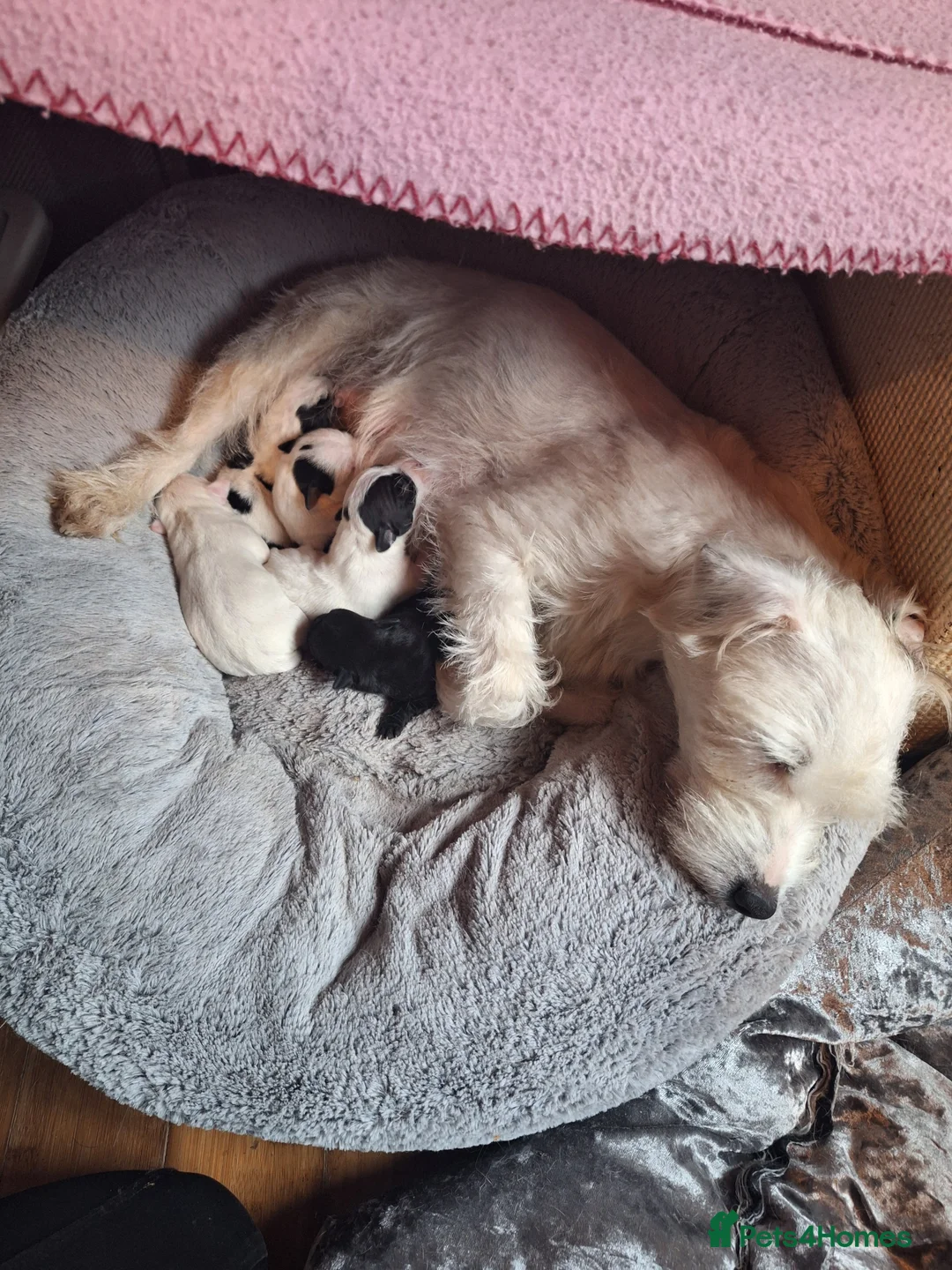 Jack Russell dogs for sale: Lovely Jack Russell puppies, 1 boy and 1 girl left - Advert 2