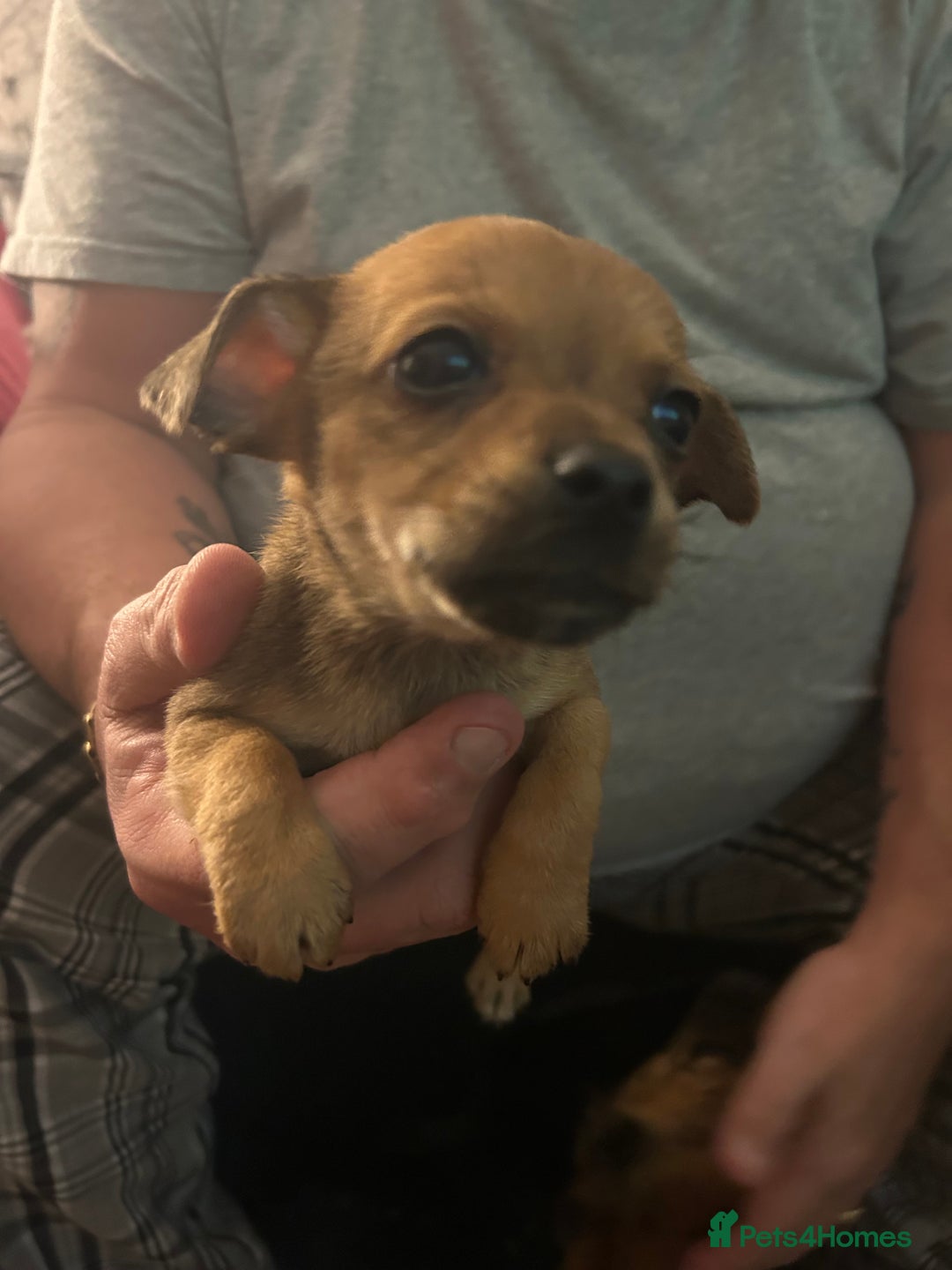 Mixed Breed dogs for sale: Chihuahua x terrier  - Advert 9