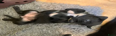 Roy - Yellow collar