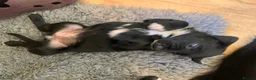 Mixed Breed dogs for sale: Huntaway x Border Collie puppies - Advert 10