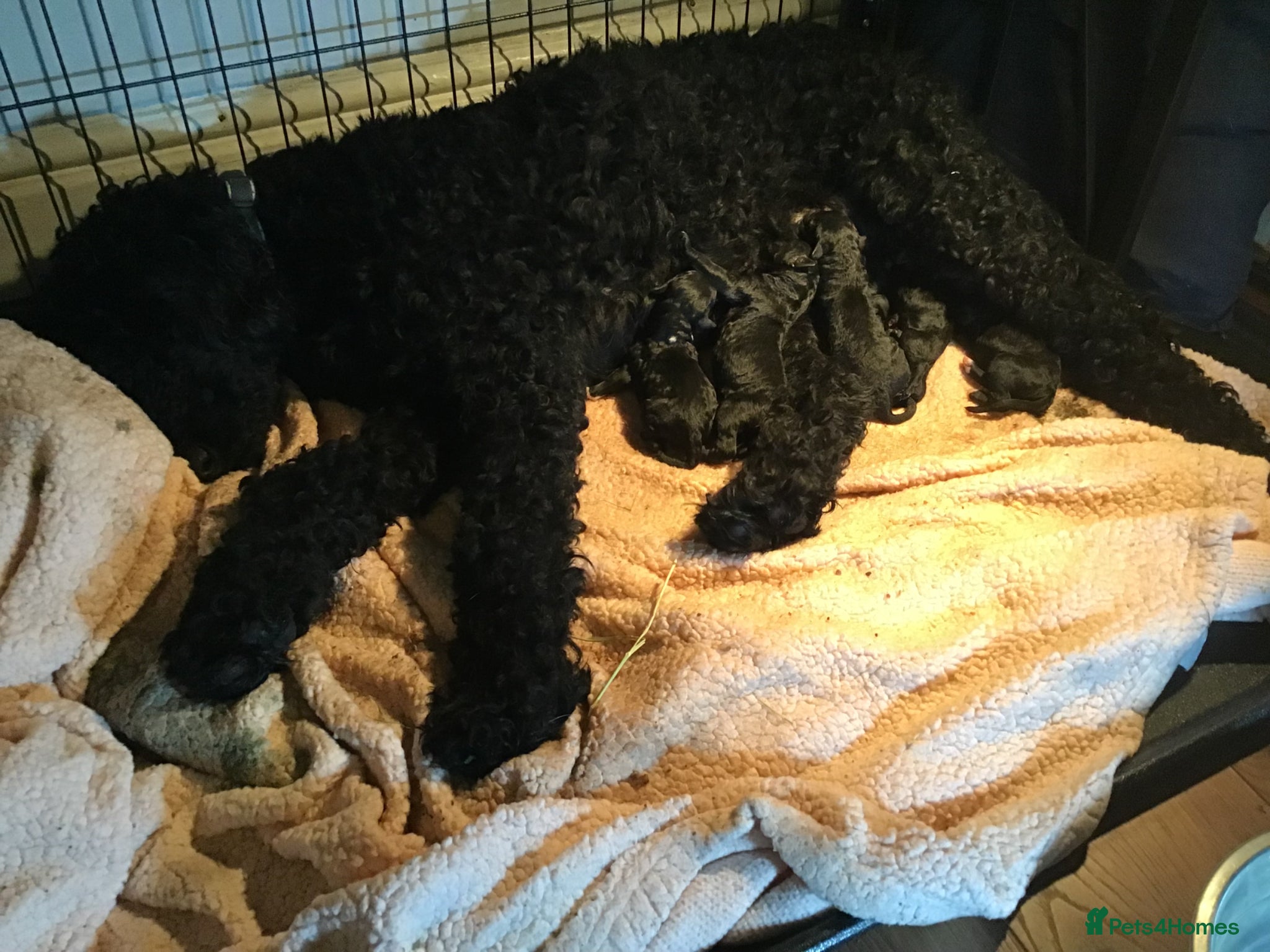 Standard Poodle dogs STUNNING standard poodles  - Advert 1