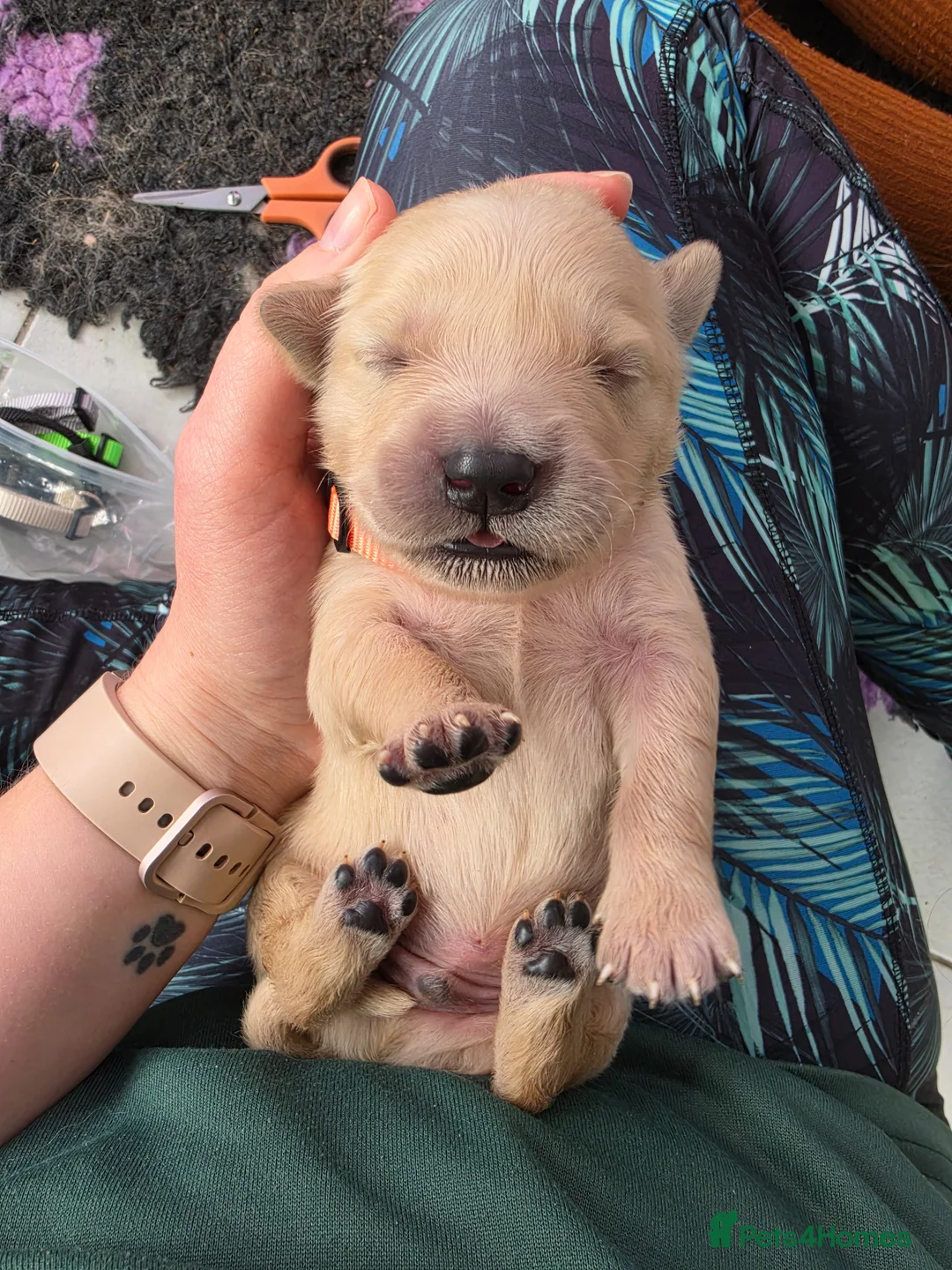 Golden Retriever dogs for sale: KC Puppies cream & gold - Advert 1