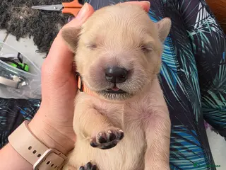 Golden Retriever dogs KC Puppies cream & gold - Advert 11