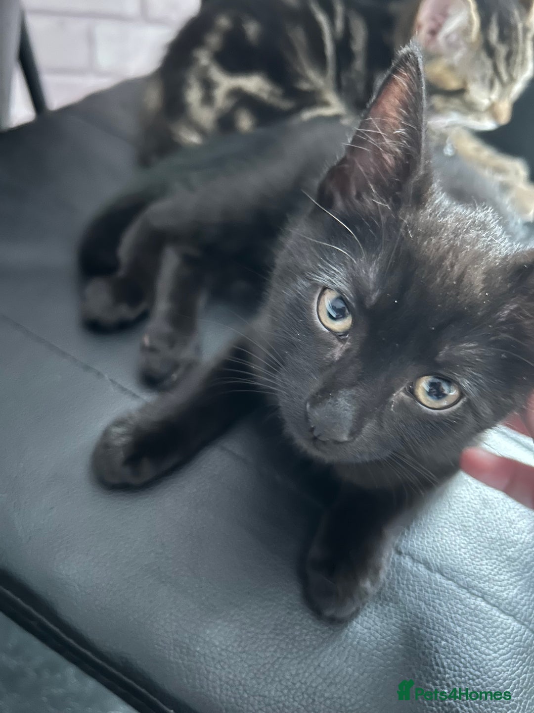 Bengal cats for sale: Ready now !  in Tredegar - Image 11
