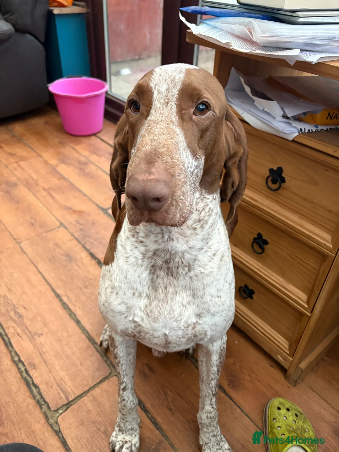 Bracco Italiano dogs for sale: Spring Litter Planned  - Advert 13