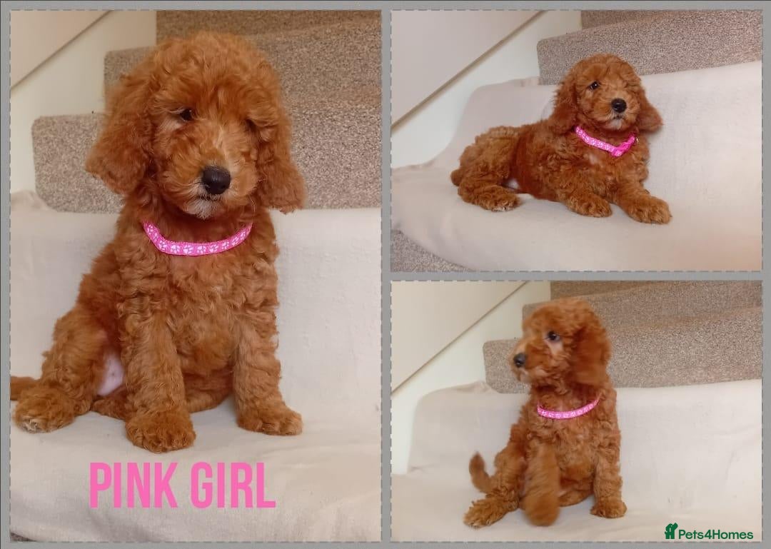 Goldendoodle dogs Miniature Red Goldendoodle Puppies - Advert 1