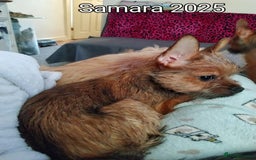 Mixed Breed dogs for sale: Frorkie female for free - Image 8