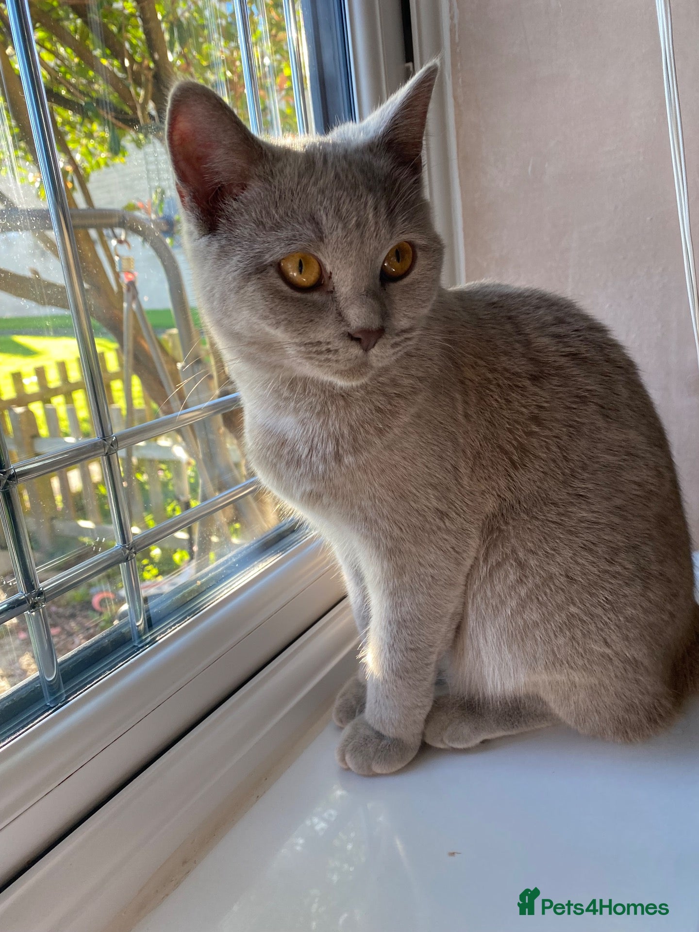 Mixed Breed cats British shorthair  - Advert 10
