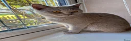 Mixed Breed cats for sale: British shorthair  - Advert 1