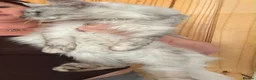 Maine Coon cats for sale: smoke Maine coon kittens - Advert 15