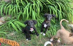Mixed Breed dogs for sale: Saluki Lurcher pups - Image 9
