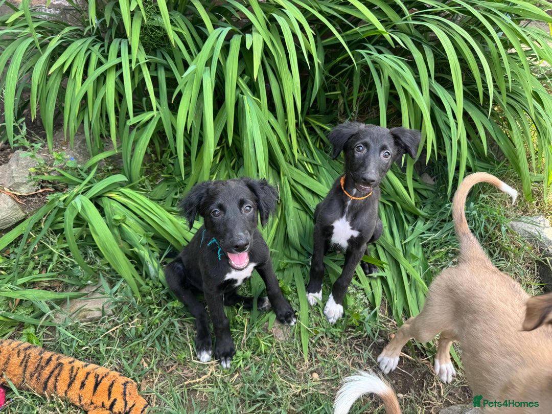 Mixed Breed dogs for sale: Saluki Lurcher pups - Image 9
