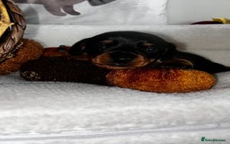 Miniature Dachshund dogs for sale: Miniature Smooth Dachshund Puppies  - Image 12