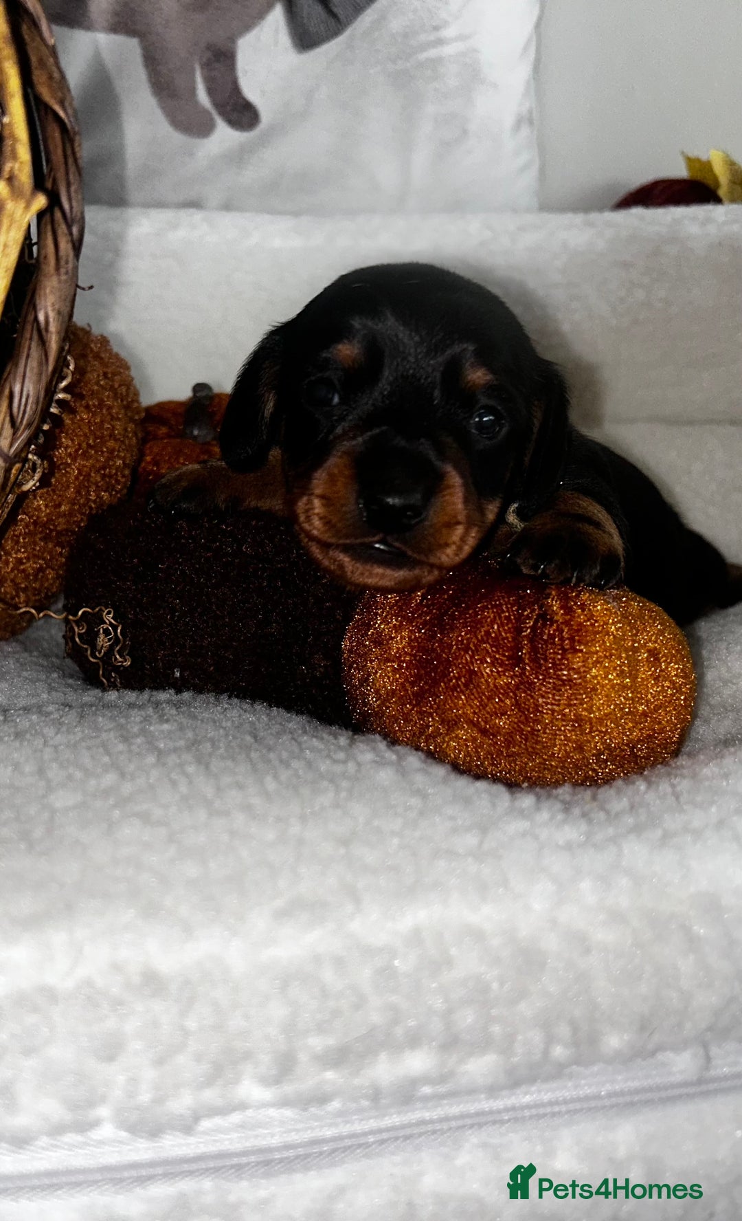 Miniature Dachshund dogs for sale: Miniature Smooth Dachshund Puppies  - Image 12