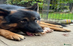 German Shepherd dogs for stud: Herman Kennel Club registered GSD-stud in Doncaster - Image 4