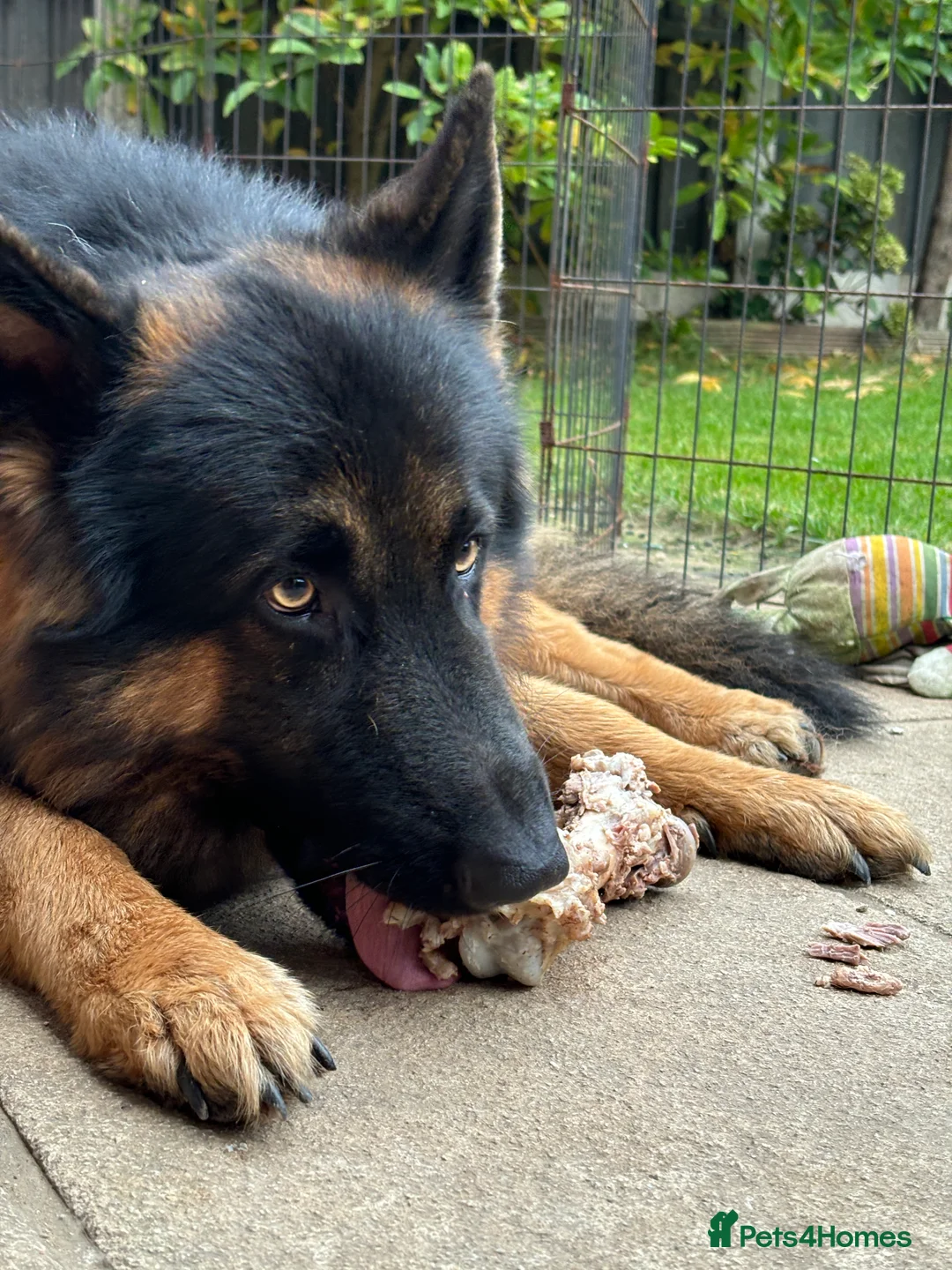 German Shepherd dogs for stud: Herman Kennel Club registered GSD-stud in Doncaster - Advert 4