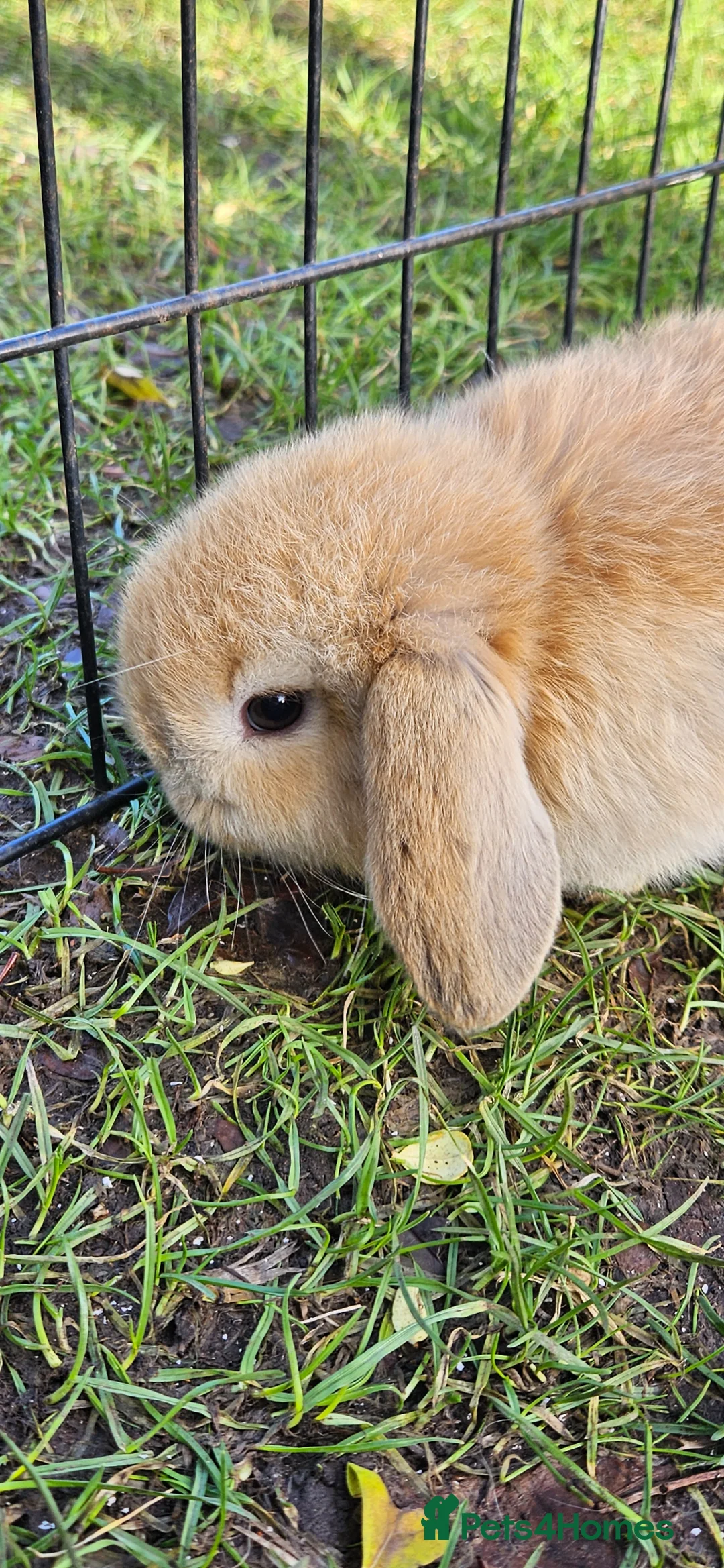 Mini Lop rabbits for sale: Mini Dwarf Lops in Newport-on-Tay - Advert 4