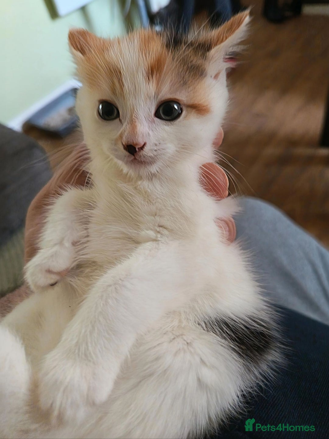 Mixed Breed cats for sale: Beautiful Kitten - Image 5