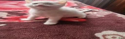 Mixed Breed cats for sale: Kittens - Advert 7