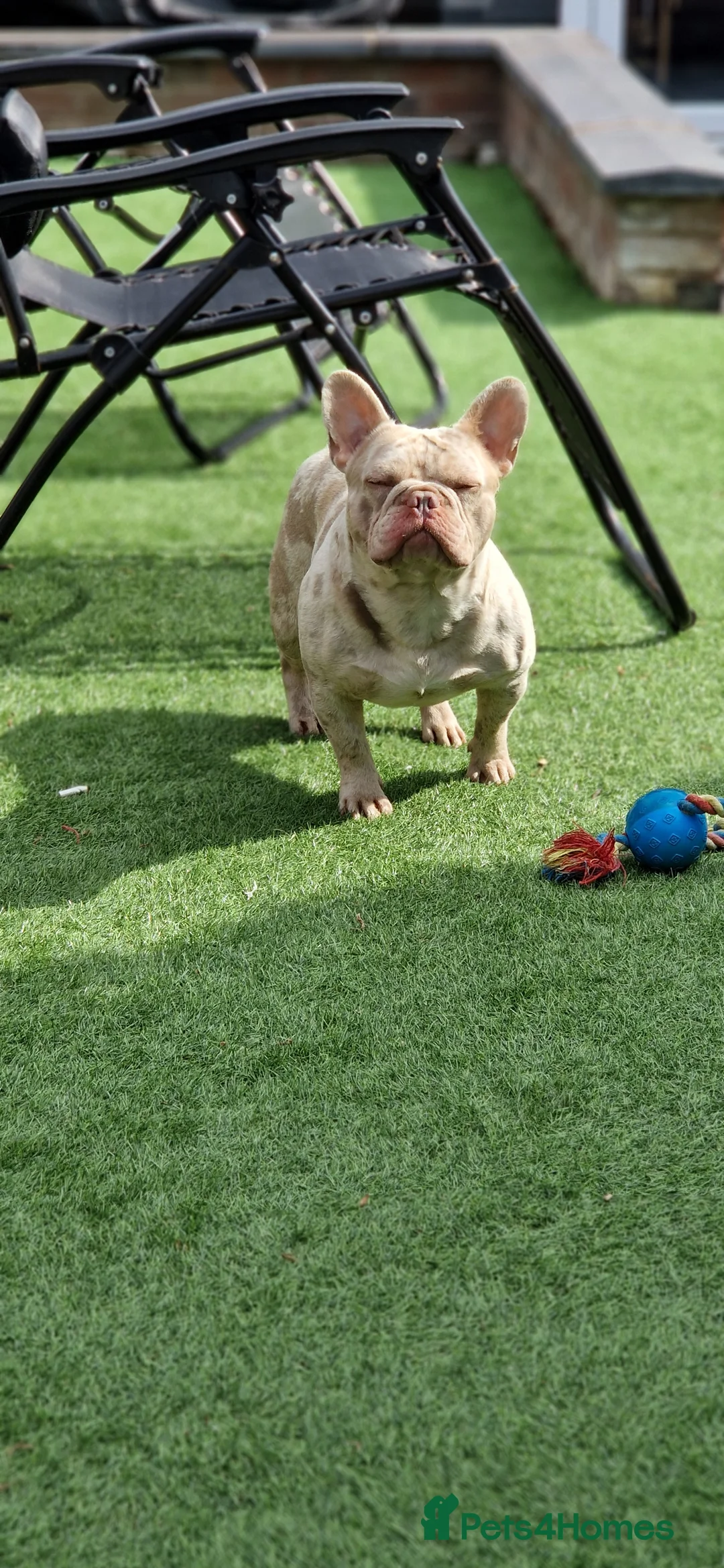 French Bulldog dogs for stud: 🚨proven🚨newshade merle stud 🎯🤯🔥🤏🏻🧬 in Tipton - Advert 4