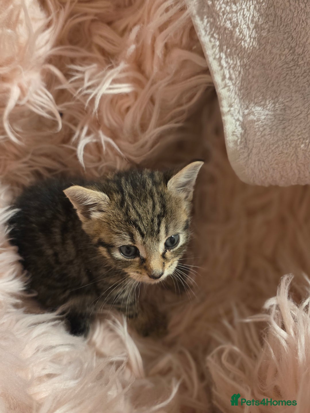 Mixed Breed cats for sale: Mixed kitten - Image 6