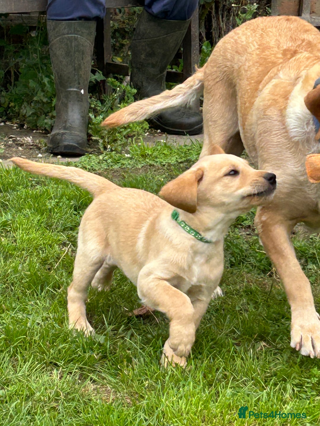 Labrador Retriever dogs for sale: Ready to go! KC reg Labradors (yellow/Foxred) - Image 29