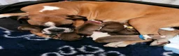 Boxer dogs for stud: Boxer dog for stud  - Advert 8
