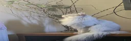 Maine Coon cats for stud: Sir Aslan Silver Shaded Stud  - Advert 8