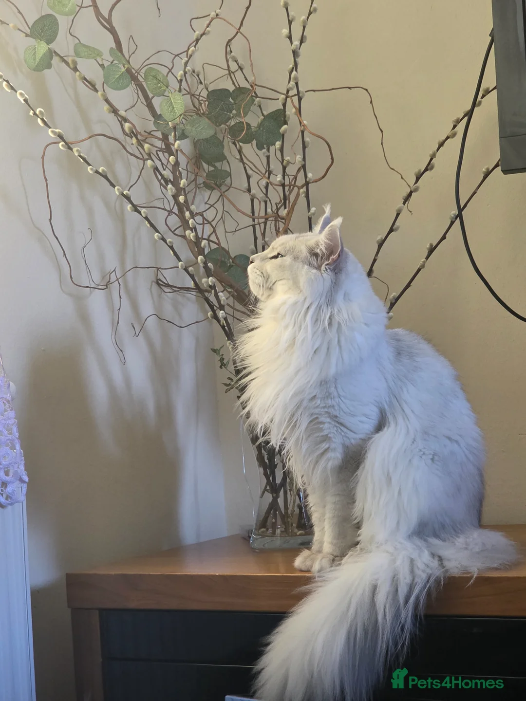 Maine Coon cats for stud: Sir Aslan Silver Shaded Stud  - Advert 2