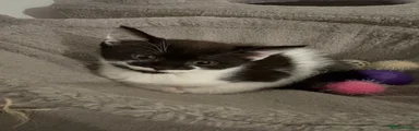 Norwegian Forest Cat 2