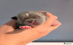 Chihuahua dogs for sale: 🩷Chihuahua puppies Thai genes🩷 - Image 11