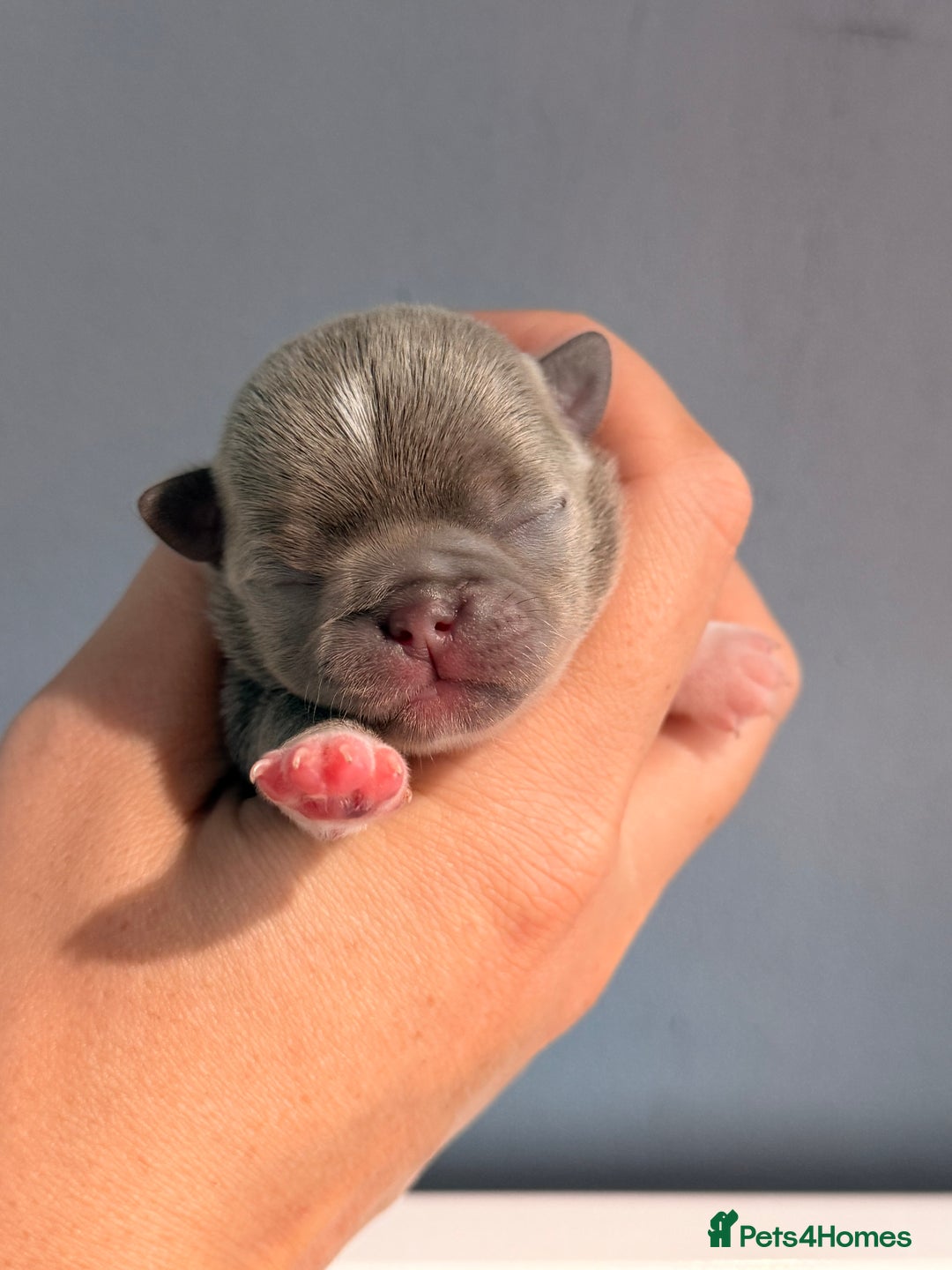 Chihuahua dogs for sale: 🩷Chihuahua puppies Thai genes🩷 - Image 11