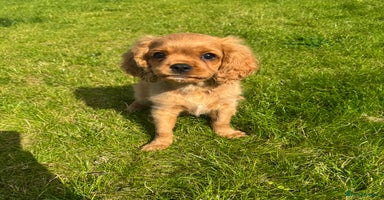 Cavalier King Charles Spaniel dogs - Advert 3
