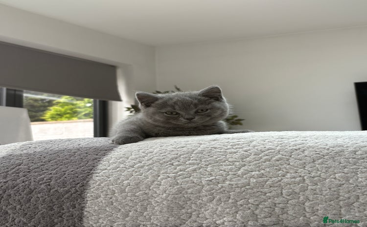 British Shorthair cats - Advert 4