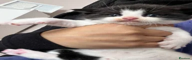 Mixed Breed Kitten 4