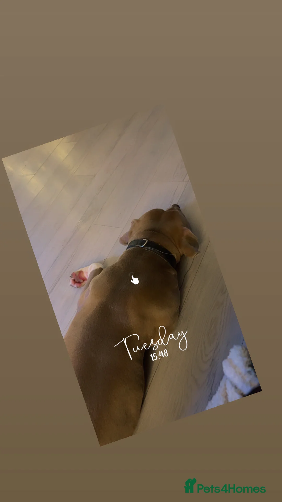 Mixed Breed dogs for sale: Max is a cross breed bully/staff  - Advert 3