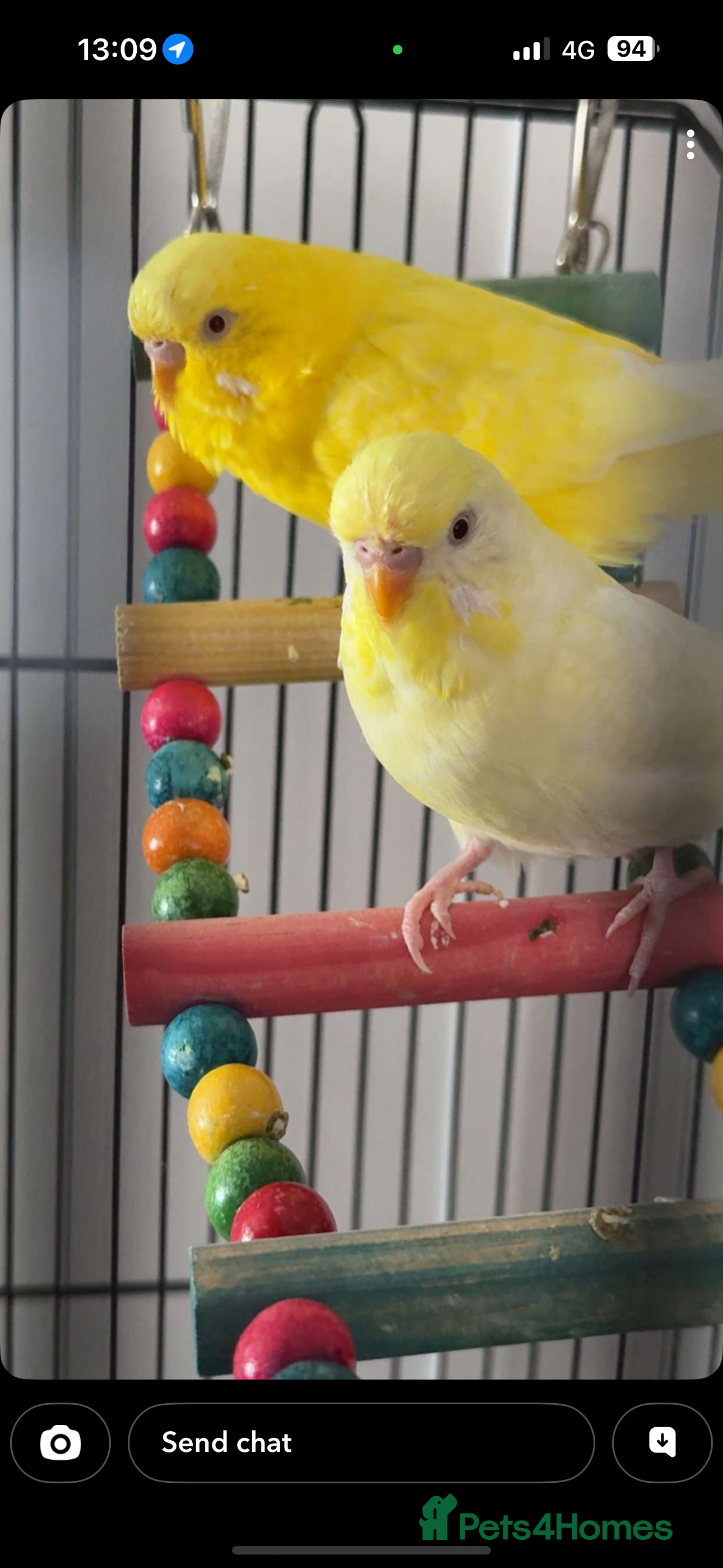 Budgerigars birds Budgies for sale  - Advert 1