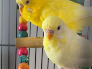 Budgerigars birds Budgies for sale - Advert 1