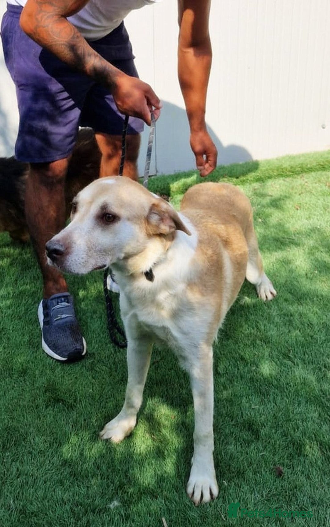 Mixed Breed dogs for adoption: 🐾Luna – a small Lab-type girl longing for love ❤️ - Advert 4