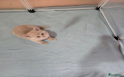 British Shorthair cats for sale: Britishshort hair kittens - Image 13