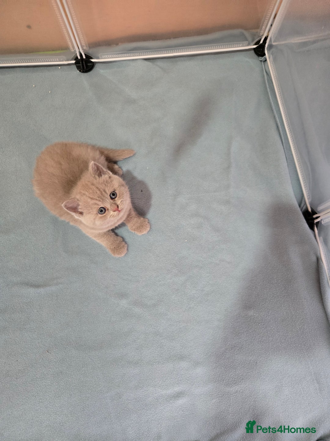 British Shorthair cats for sale: Britishshort hair kittens - Image 13