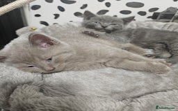 British Shorthair cats for sale: BRITISH SHORTHAIR X SCOTTISH FOLD - Image 9
