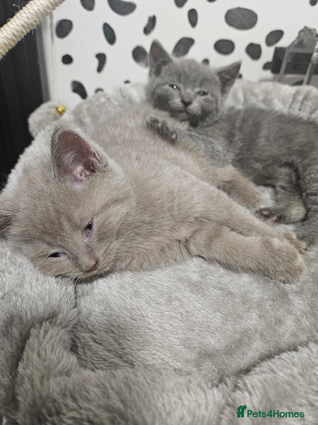 British Shorthair cats for sale: BRITISH SHORTHAIR X SCOTTISH FOLD - Image 9