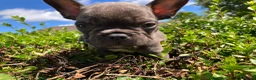 French Bulldog dogs for sale: KC French Bulldog - One Left Chocolate - Advert 2